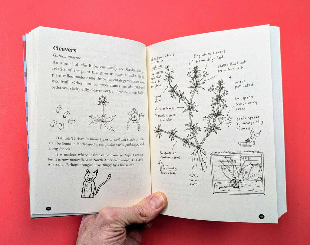 An Urban Field Guide to Plants, Trees, & Herbs in Your Path